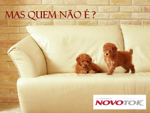 Cachorrinhos no sofá - NovoTok