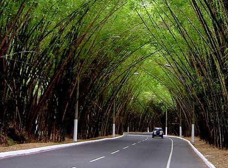 Bambuzal da Av. Octavio Mangabeira - Salvador.BA Bambuzal da Av. Octavio Mangabeira - Salvador.BA